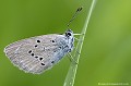 <br><br>Nom anglais : Mazarine Blue
<br>Papillon Demi-Argus femelle
<br><br> Demi-Argus
Polyommatus semiargus
Mazarine Blue
Papillon
femelle
Argus 